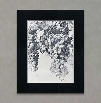 "Monochrome Vineyard" By Lily F.
