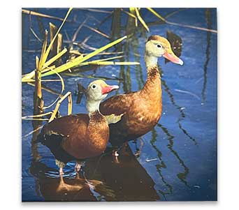 Marilyn Witt Black Bellied Whistling Ducks at Cafe Royal