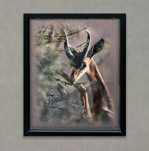 Photography Exhibit 2022 - Connie Grant - Gerenuk