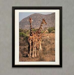Photography Exhibit 2022 - Connie Grant - Giraffe Tower