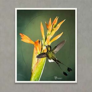 Photography Exhibit 2022 - Connie Grant - Splittail Hummingbird