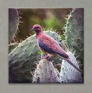 Photography Exhibit 2022 - Dave Burns - Dove On Cactus