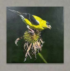 Photography Exhibit 2022 - Dave Burns - Goldfinch