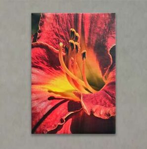 Photography Exhibit 2022 - Dave Burns - Red Lily #2