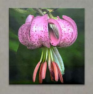 Photography Exhibit 2022 - Dave Burns - Turk Lily