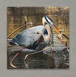 Photography Exhibit 2022 - Marilyn Witt - Blue Heron Fish Summit Lake