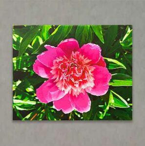 Photography Exhibit 2022 - Vickie Bertram - Pink Peony