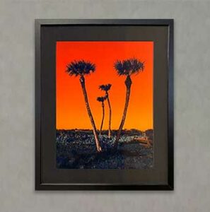 Photography Exhibit 2022 - Wylie McGlothlin - Orange Sky Purple Palms