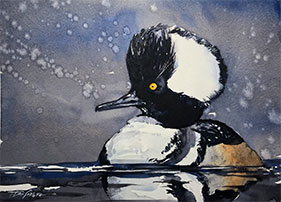 Thomas DeSomer - Hooded Merganser